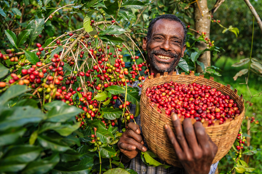 Ethiopian Coffee - Where did coffee beans come from?