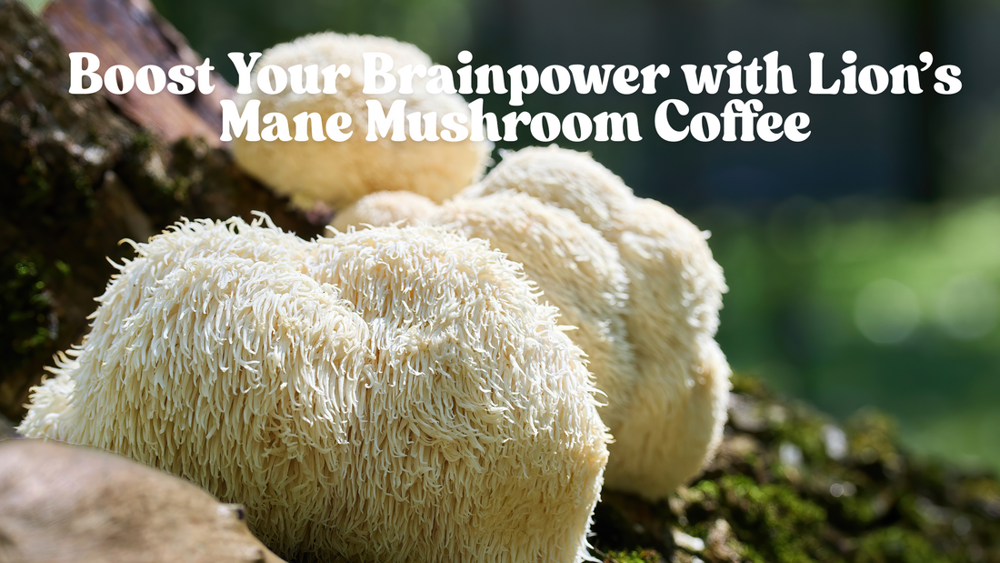 Lion's Mane Mushroom Benefits