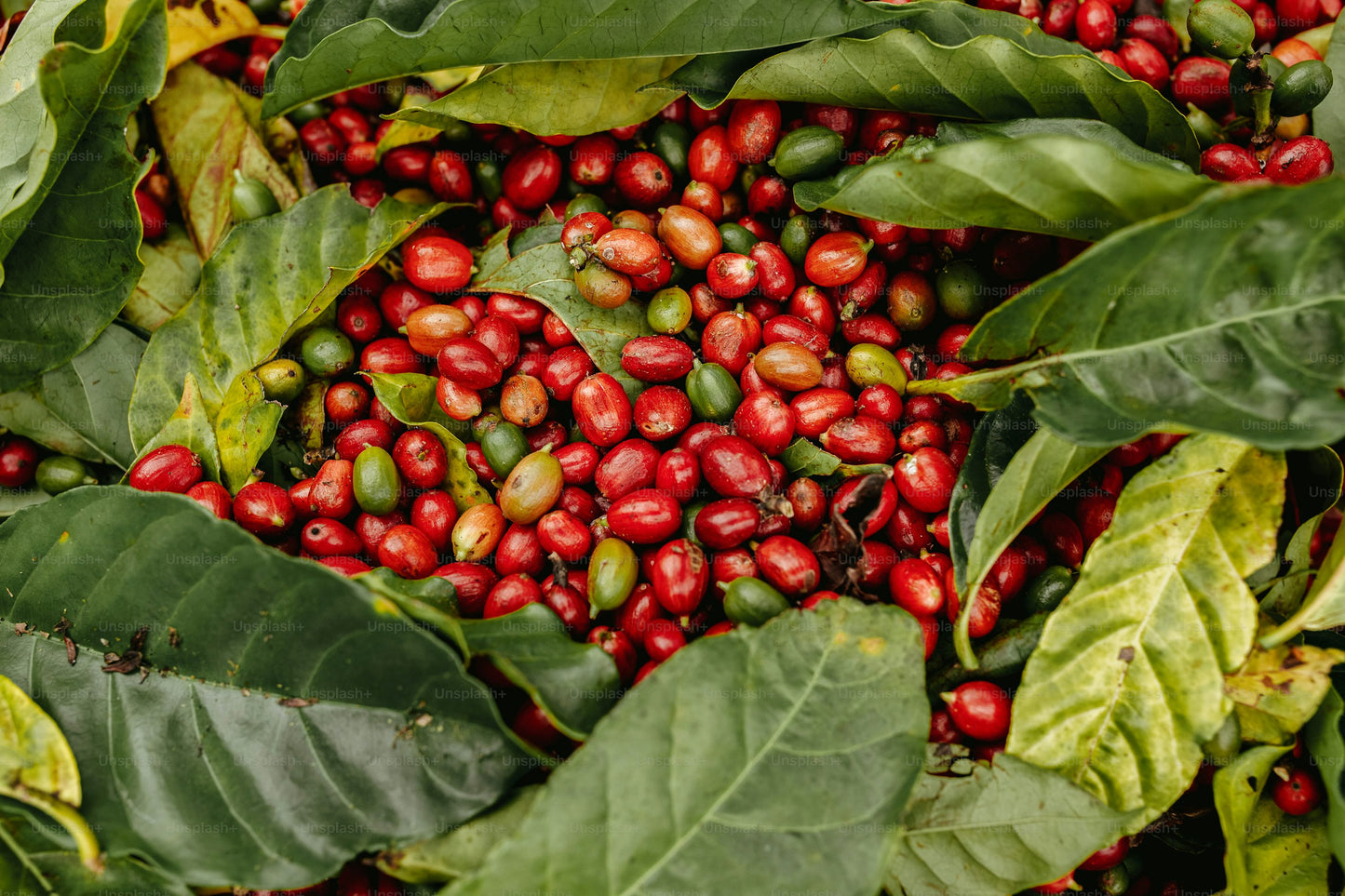Red Single-Origin Coffee Fruit picked to be washed to remove coffee seed.