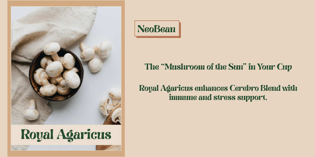 Cup of NeoBean Cerebro Blend coffee with Royal Agaricus mushroom illustration, highlighting focus, immune support, and long-term wellness benefits.