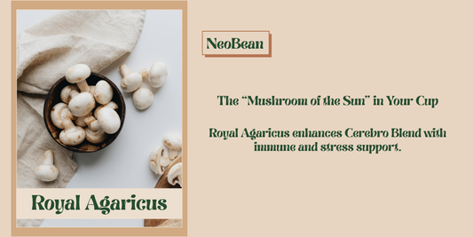 Cup of NeoBean Cerebro Blend coffee with Royal Agaricus mushroom illustration, highlighting focus, immune support, and long-term wellness benefits.