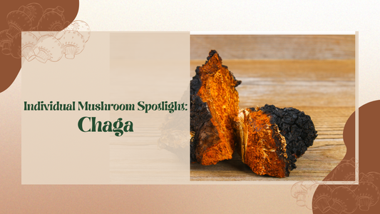 Chaga mushroom chunk on birch tree with natural forest background, highlighting its raw form as a powerful functional ingredient in Neobean Coffee.