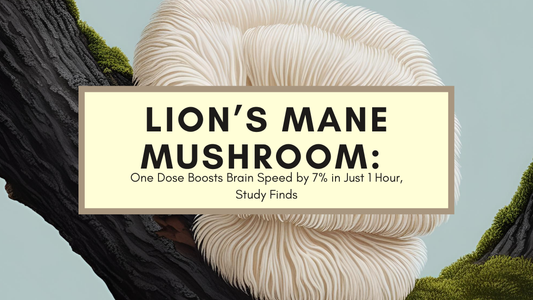 Lion's Mane Mushroom