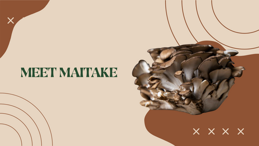 Maitake mushroom growing on a tree stump in the forest