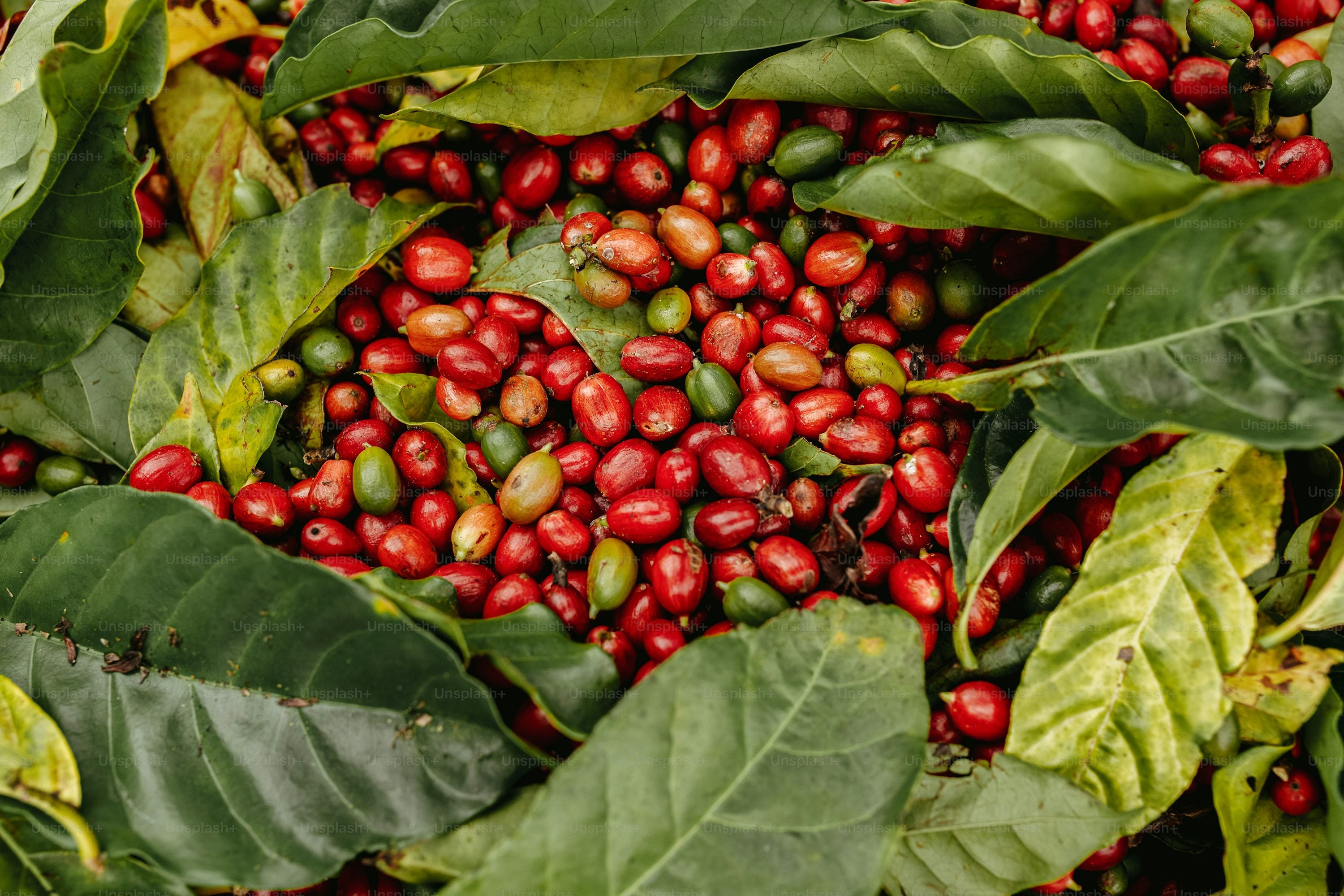 World Coffee Sample Pack - 5 Countries Freshly Roasted Specialty Coffe